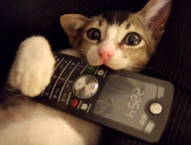 This kitty cat loves his phone.